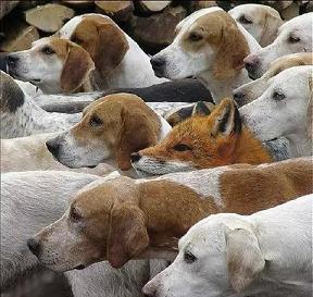 fox_among_hounds2