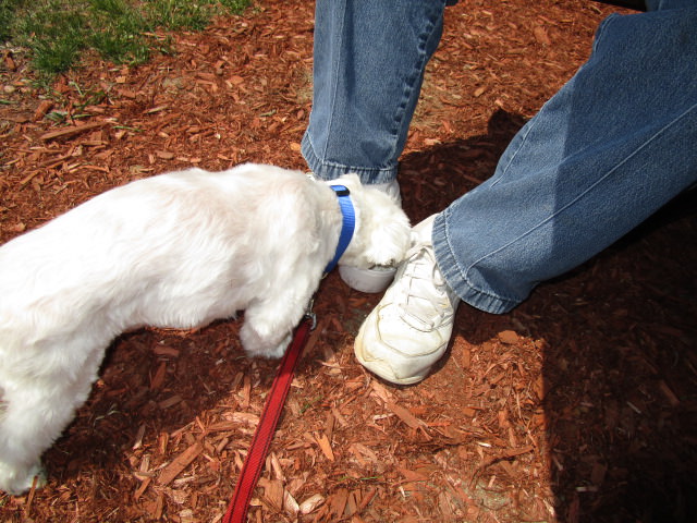 ice cream stop marti and his cup