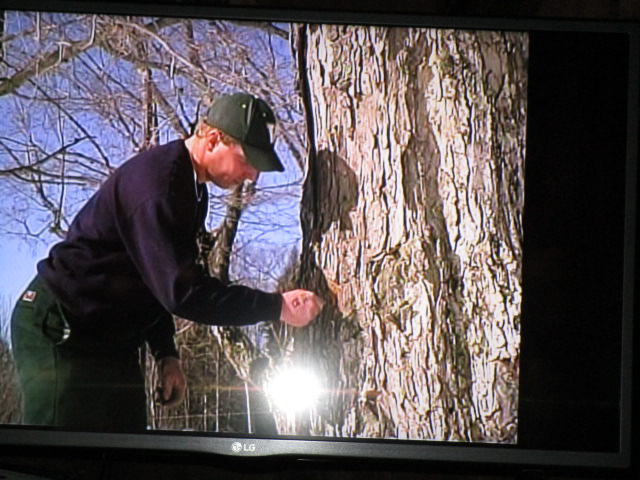 braggs havesting 2 tapping tree