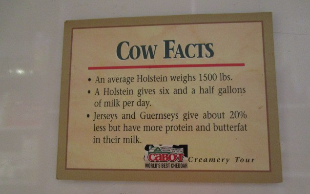 cabot cow facts