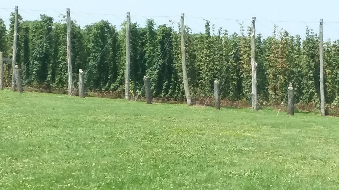 hop field