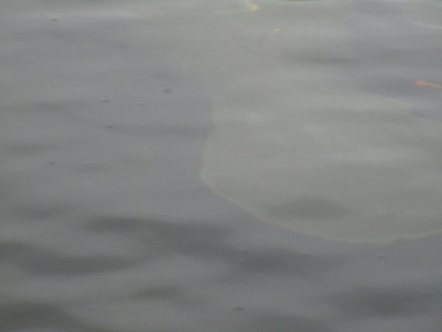 manatee