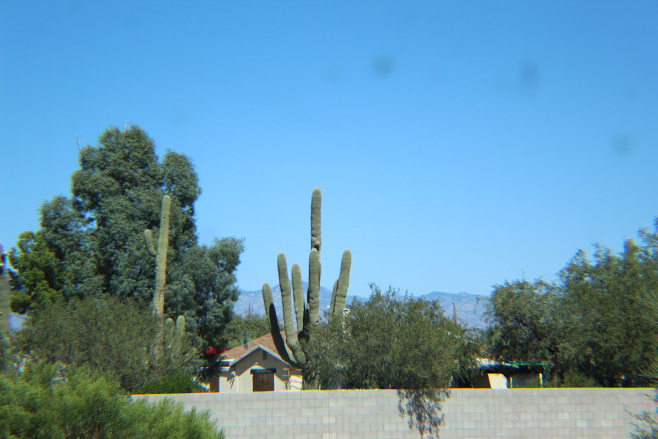Barbs Cactus